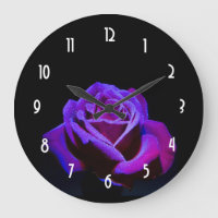 Purple Rose With Water Drops on Black Background