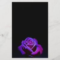 Purple Rose With Water Drops on Black Background