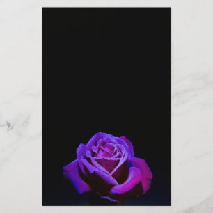 Purple Rose With Water Drops on Black Background Stationery