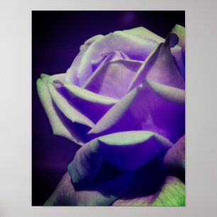 Purple Rosebud Poster