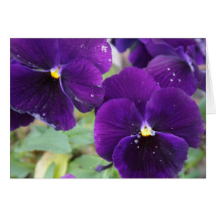 Purple Royalty