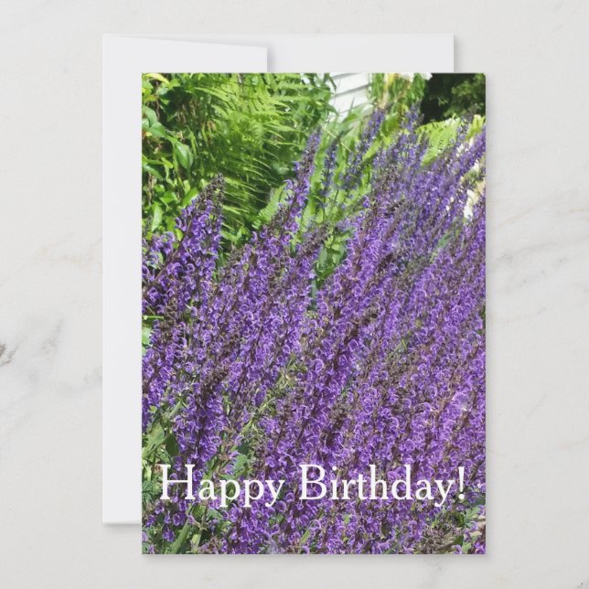 Purple Sage, Purple Salvia Birthday Card (Front)