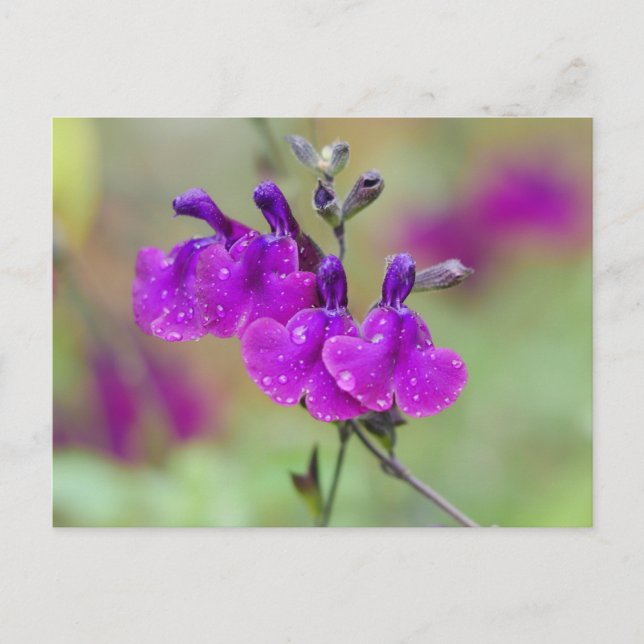 Purple Salvia Flowers Postcard (Front)
