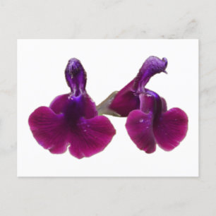 Purple Salvia Flowers Postcard