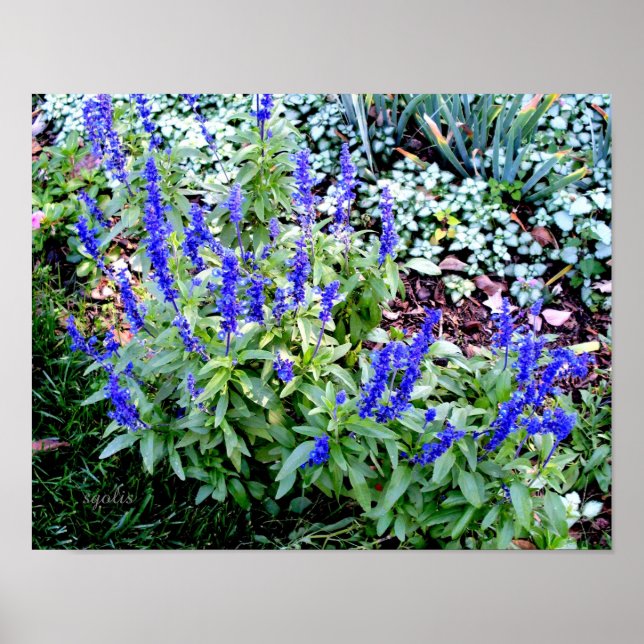 Purple Salvia Flowers Value Poster Paper (Gloss) (Front)