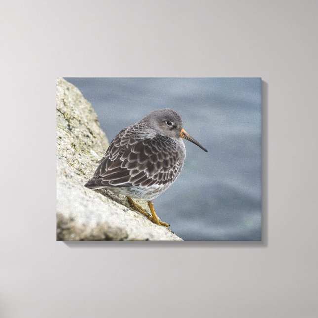 Purple Sandpiper Canvas Print (Front)