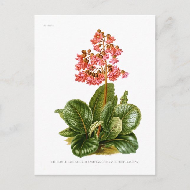Purple saxifrage postcard (Front)