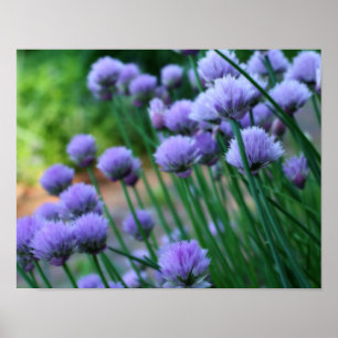 Purple Scallion Flowers Orton Effect Poster