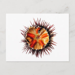 Purple sea urchin postcard