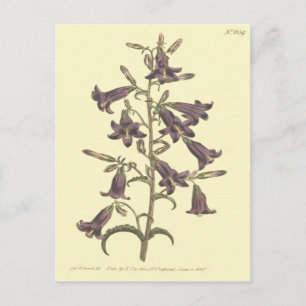 Purple Siberian Bellflower Illustration Postcard