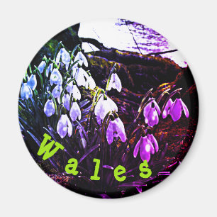 Purple Snowdrops by River Hafren Fridge Magnet