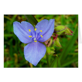 Purple Spiderwort Flower