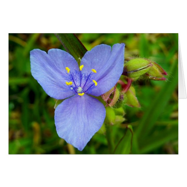 Purple Spiderwort Flower (Front Horizontal)