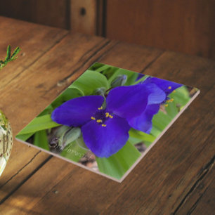 Purple Spiderwort Flower Floral Tile