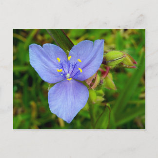 Purple Spiderwort Flower Postcard