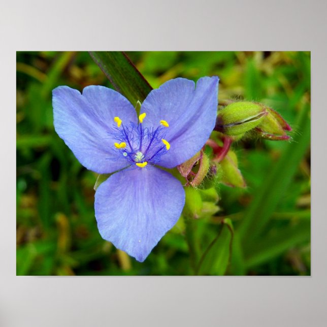 Purple Spiderwort Flower Poster (Front)