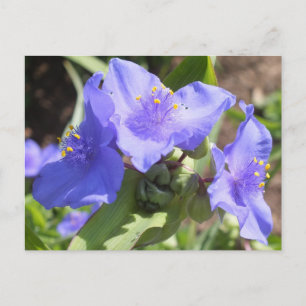 Purple Spiderwort postcard