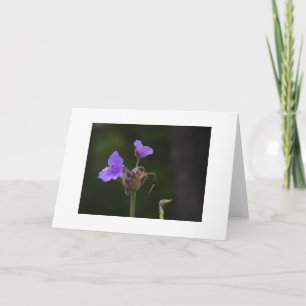 Purple Spiderwort Wildflower Blank Card