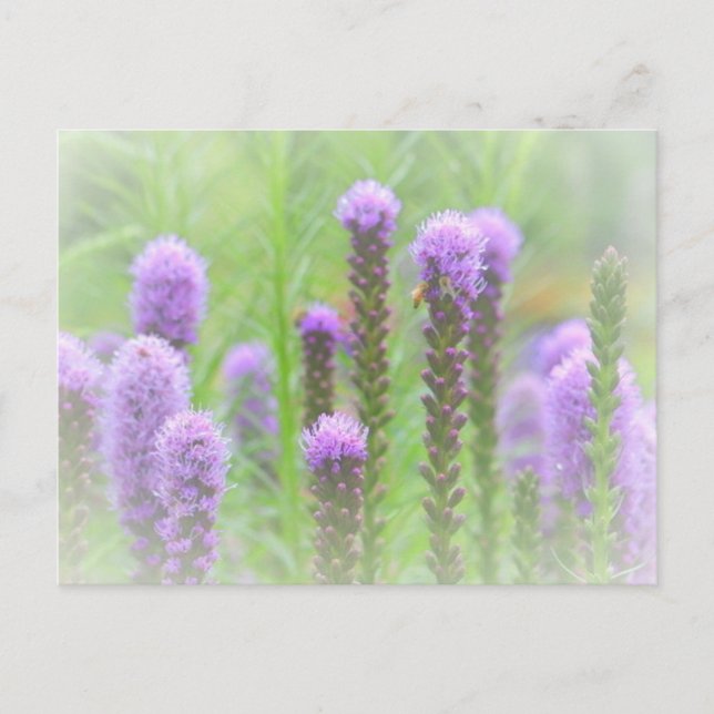 Purple Spiked Floral Postcard (Front)