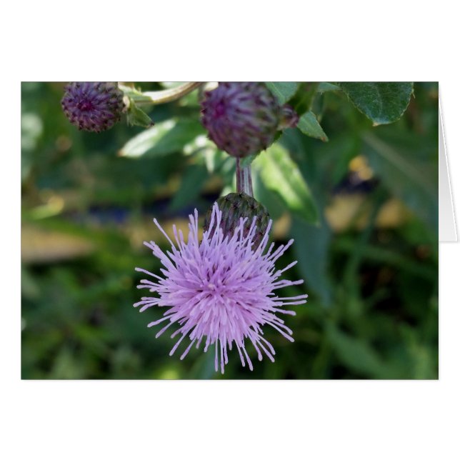 purple splash (Front Horizontal)