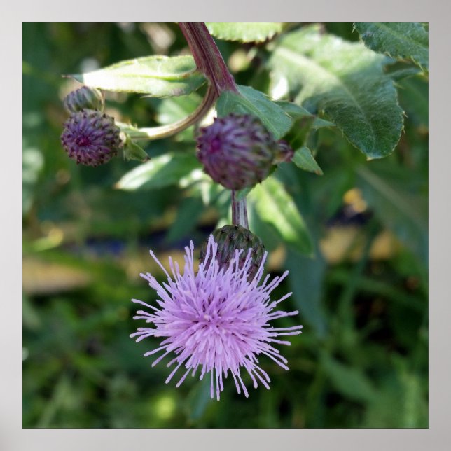 purple splash poster (Front)