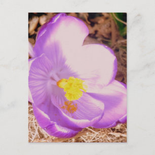 Purple Spring Crocus Postcard