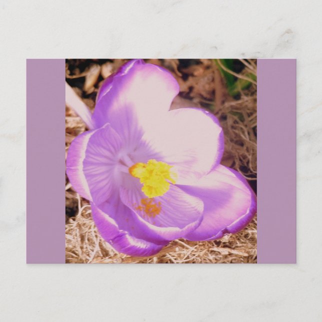 Purple Spring Crocus Postcard (Front)