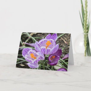 Purple Spring Crocuses. Card