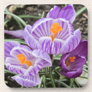 Purple Spring Crocuses. Coaster