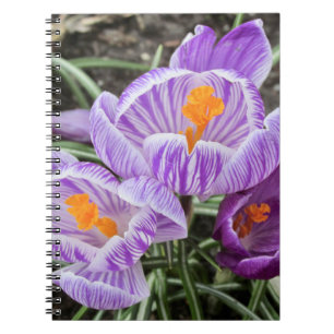 Purple Spring Crocuses. Notebook