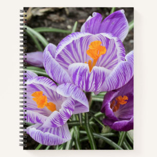 Purple Spring Crocuses. Notebook
