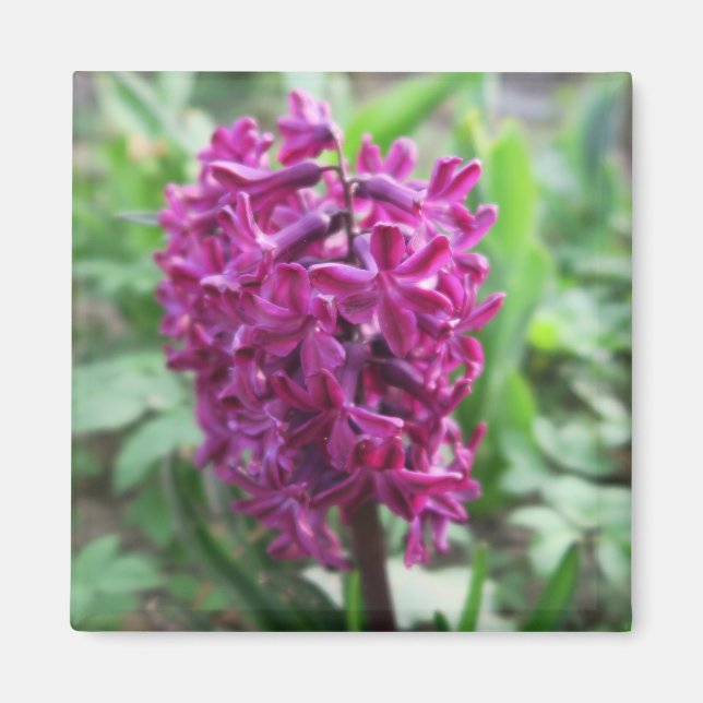 purple spring flower magnet (Front)