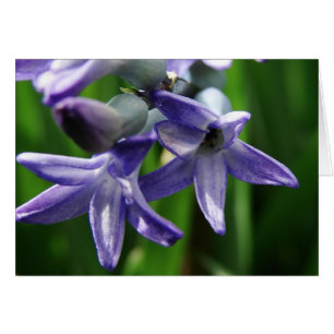 Purple Spring Flowers