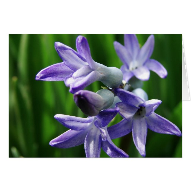 Purple Spring Flowers (Front Horizontal)