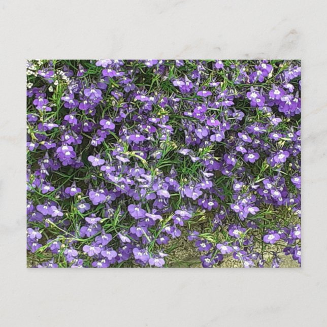 Purple Spring Flowers Postcard (Front)