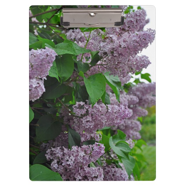 Purple spring lilac flowers clipboard (Front)
