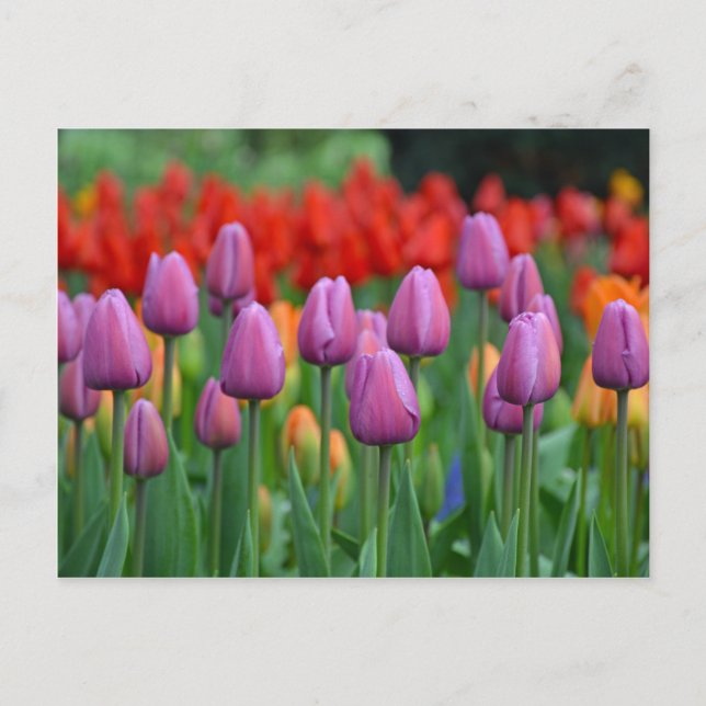 Purple spring tulips garden postcard (Front)