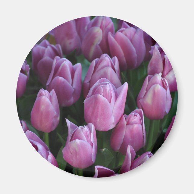 Purple spring tulips magnet (Front)