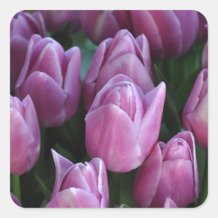 Purple spring tulips square sticker