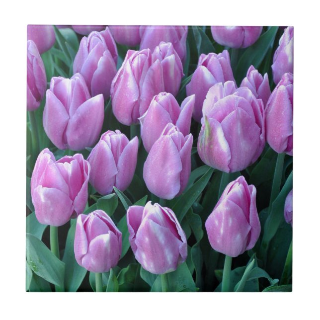 Purple spring tulips tile (Front)
