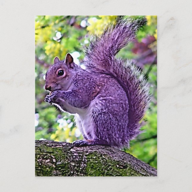 Purple Squirrel Postcard (Front)