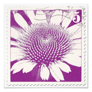Purple Stamp Coneflower Photo Print
