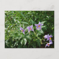 Purple star flowers