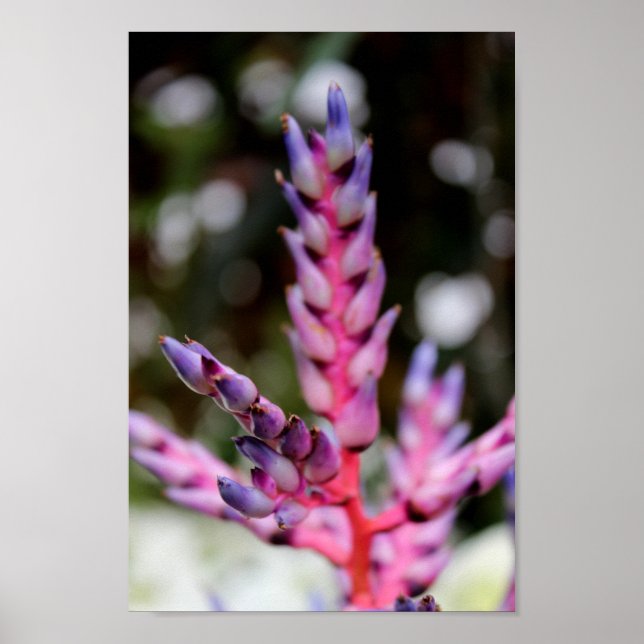 Purple Stemming Flower Poster (Front)