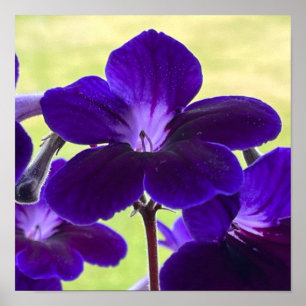 Purple Streptocarpus Flower Poster