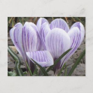 Purple Striped Crocuses Postcard