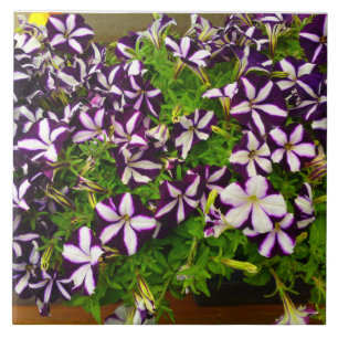 Purple Striped Petunia Tile