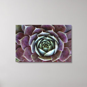 Purple Succulent Close-Up Canvas Print