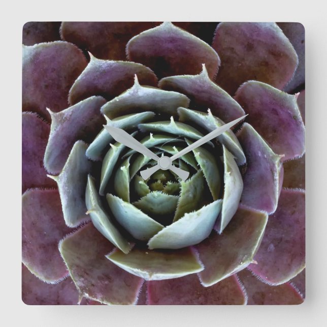 Purple Succulent Close-Up Square Wall Clock (Front)