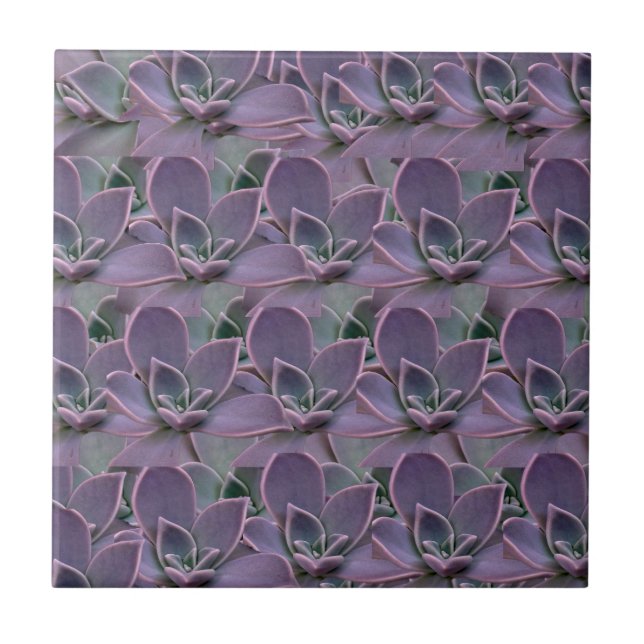 Purple Succulent Tile (Front)